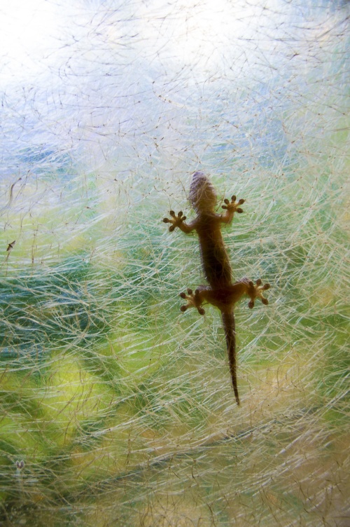 Maupiti